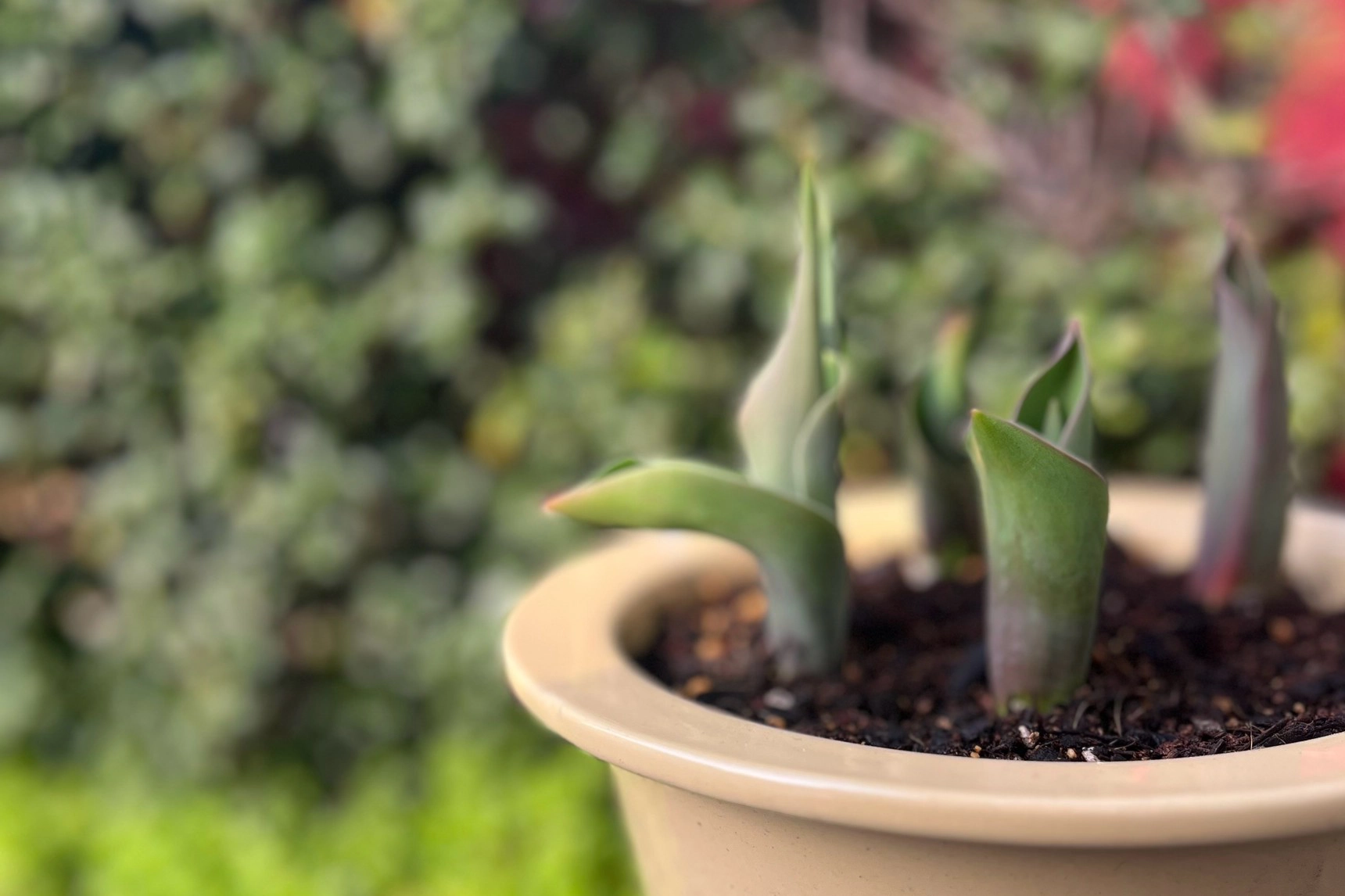 イメージ：1月にチューリップ、植えてみたー成長記録ー