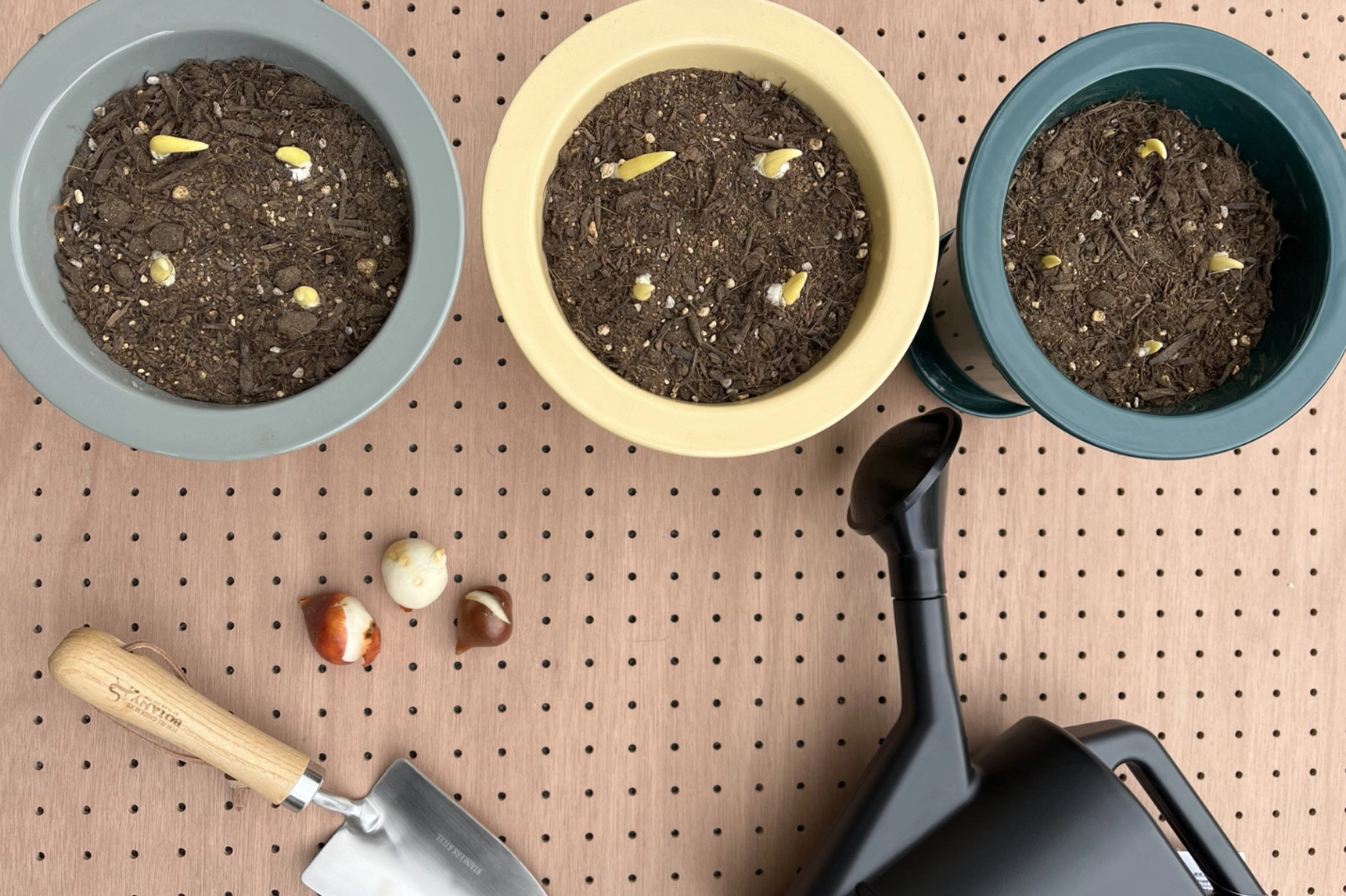 イメージ：1月にチューリップ、植えてみたー準備編ー