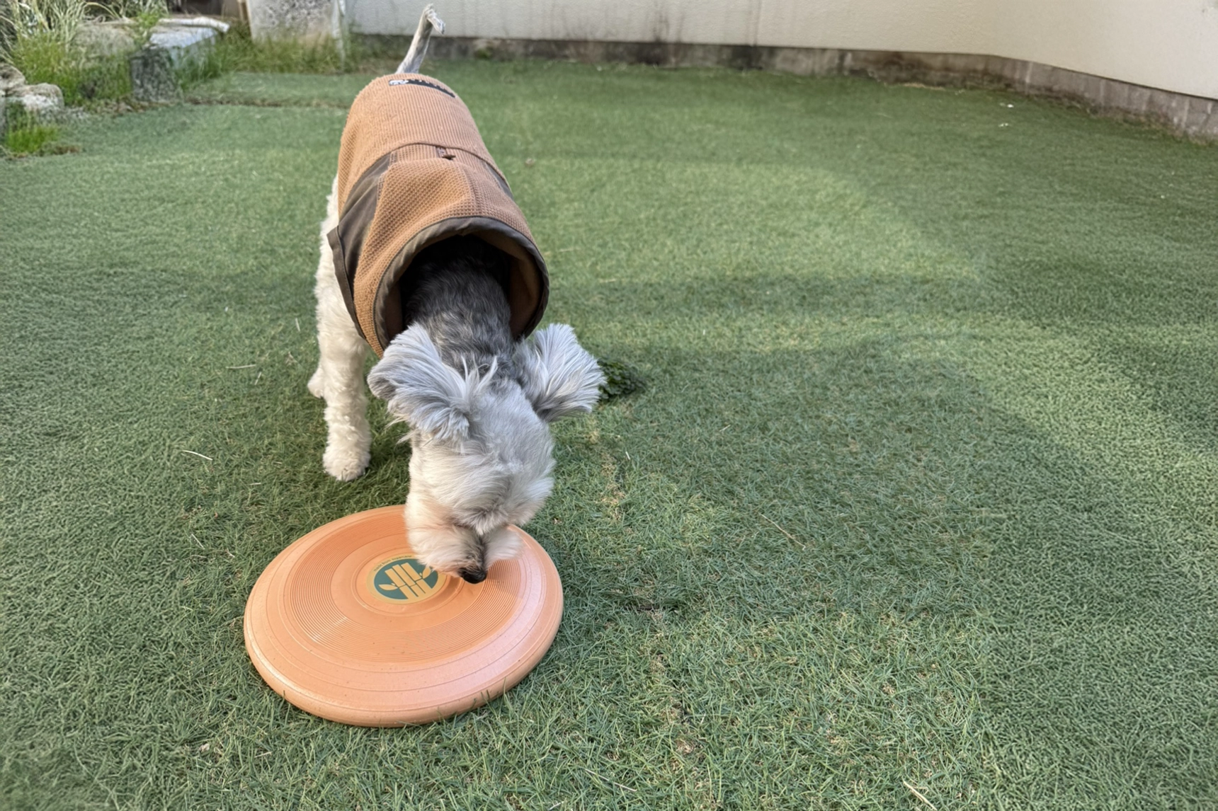 ECOフライングディスク