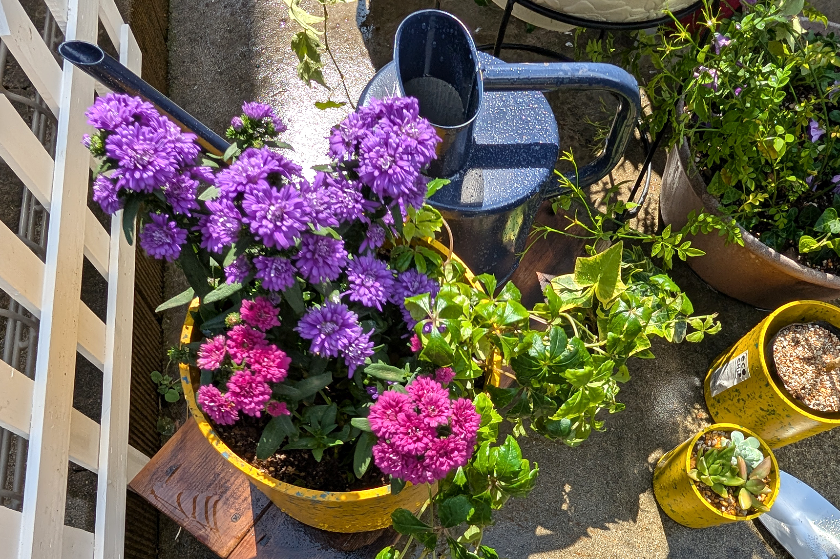 スパイスカラー×花の寄せ植え