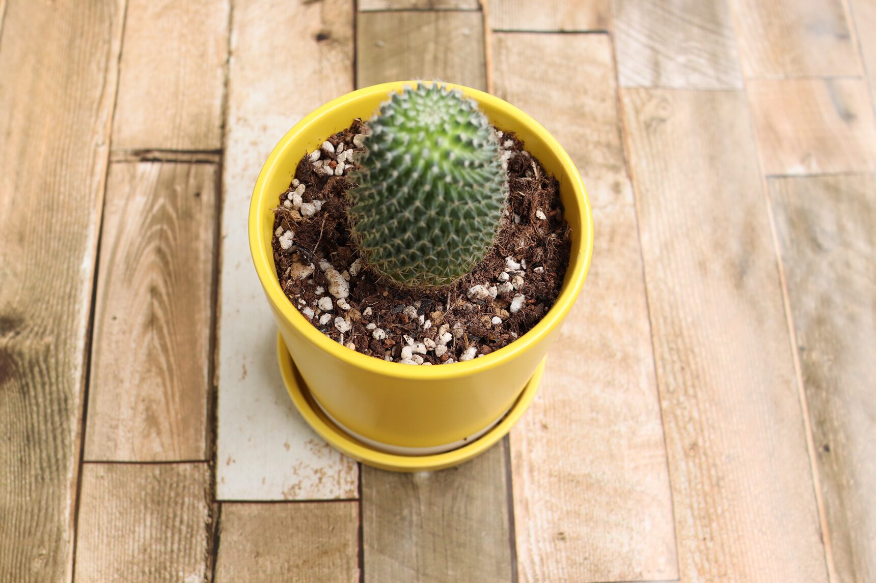 植物より1まわり大きい植木鉢