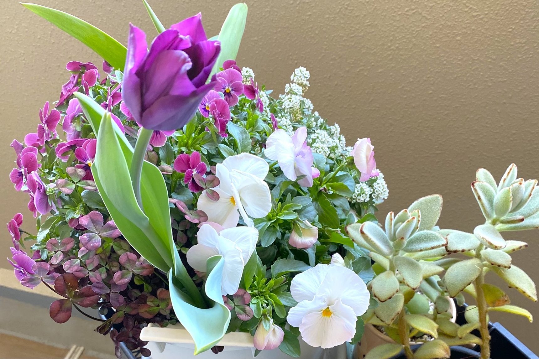 ベランダの寄せ植え