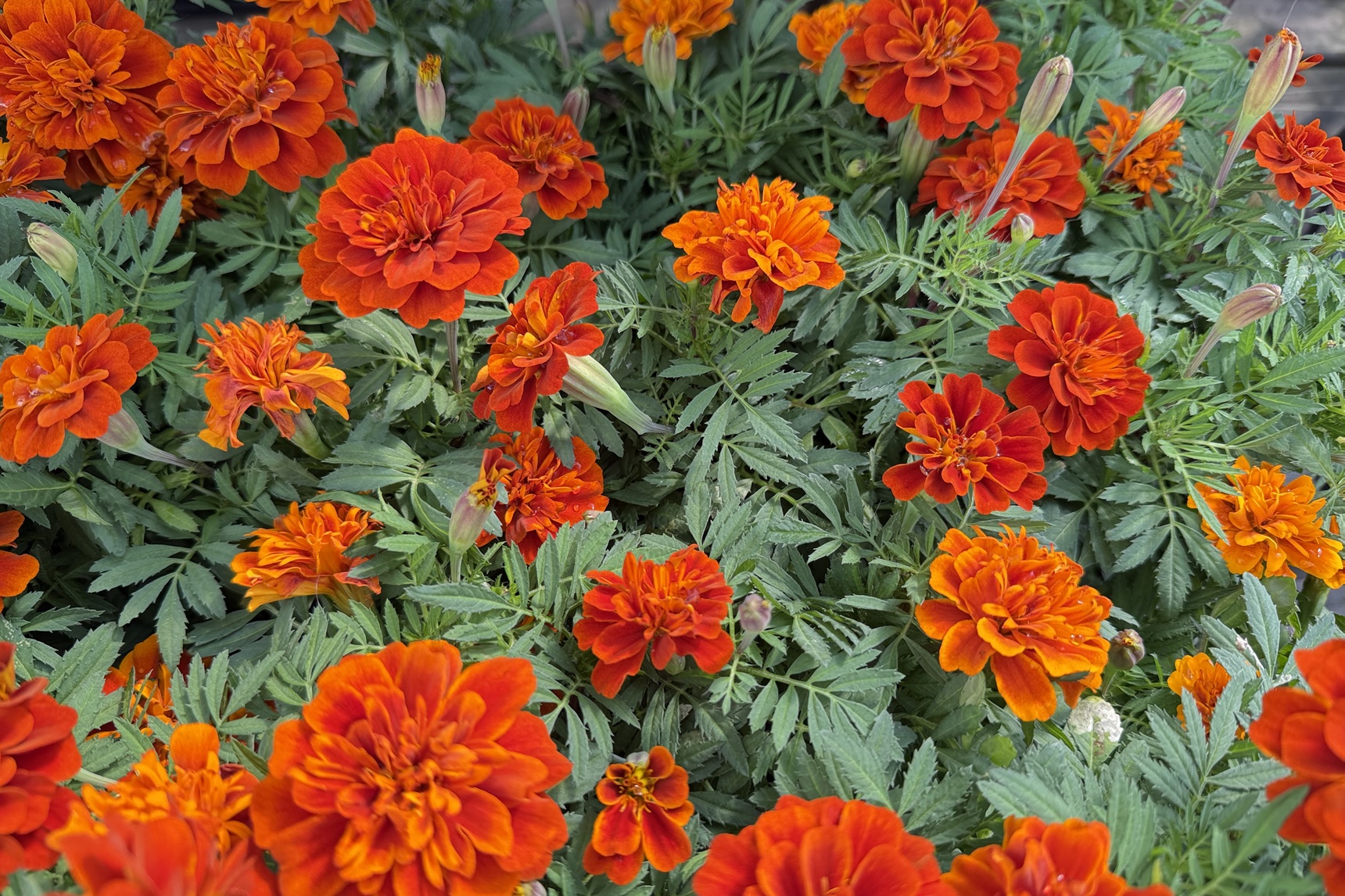 マリーゴールド