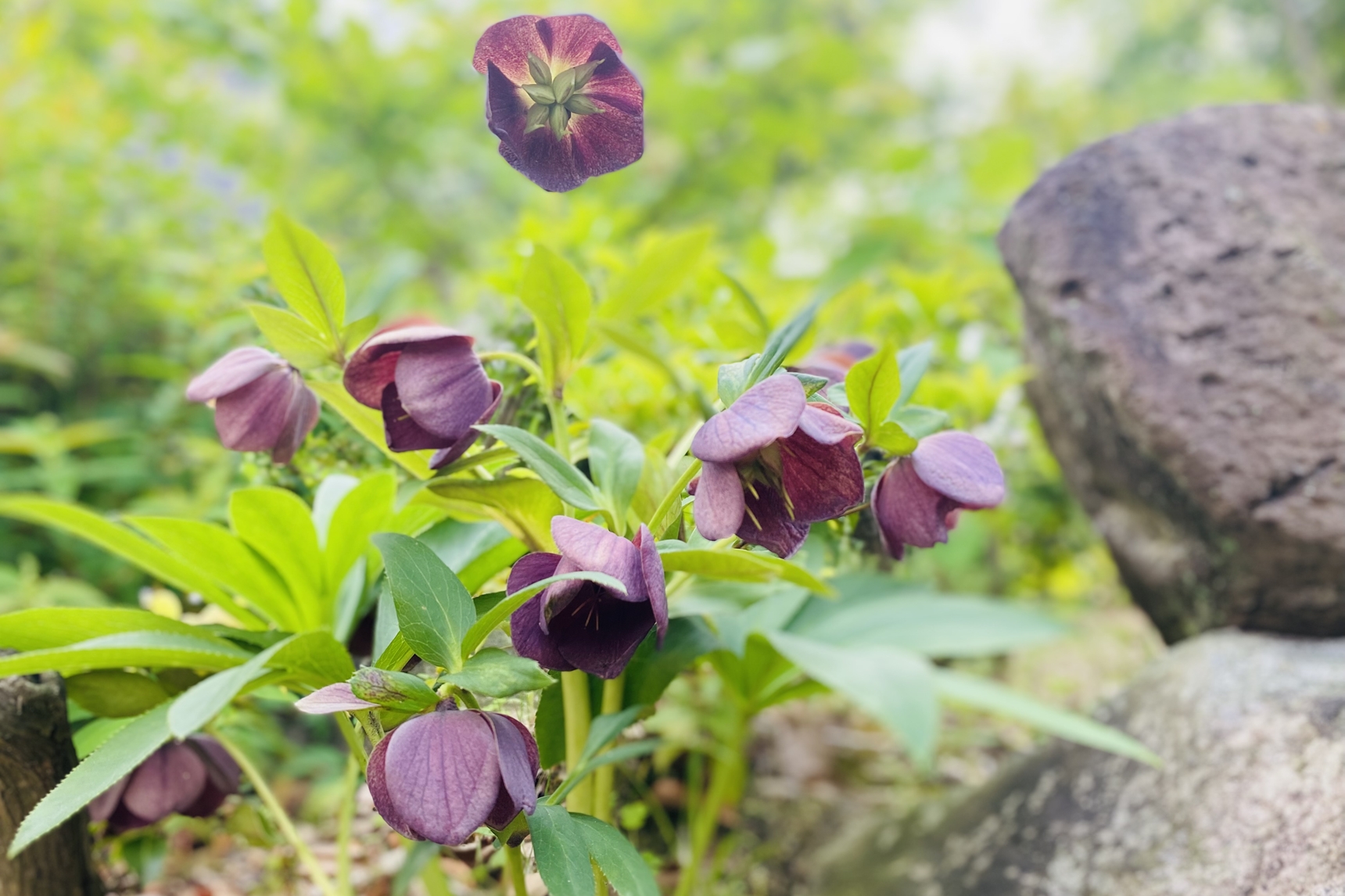 クリスマスローズ