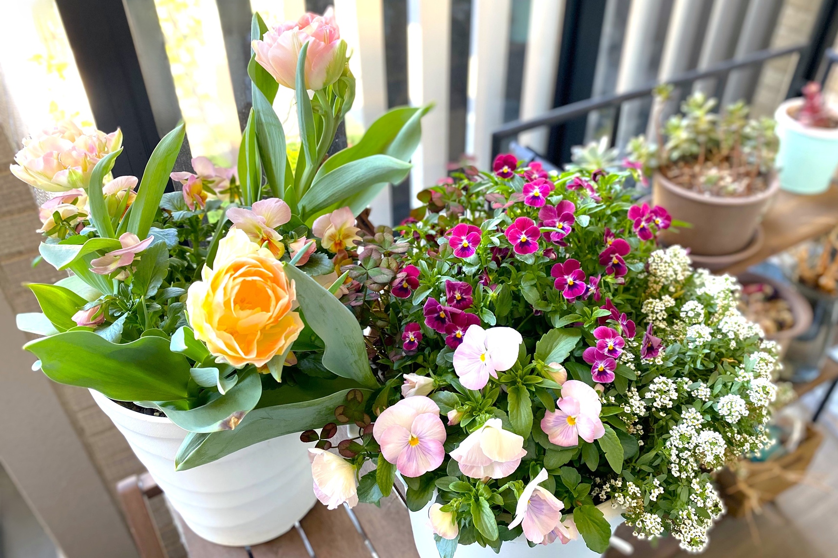 一年草と多年草とは？花を寄せ植えするなら知っておきたい違いや特徴を紹介