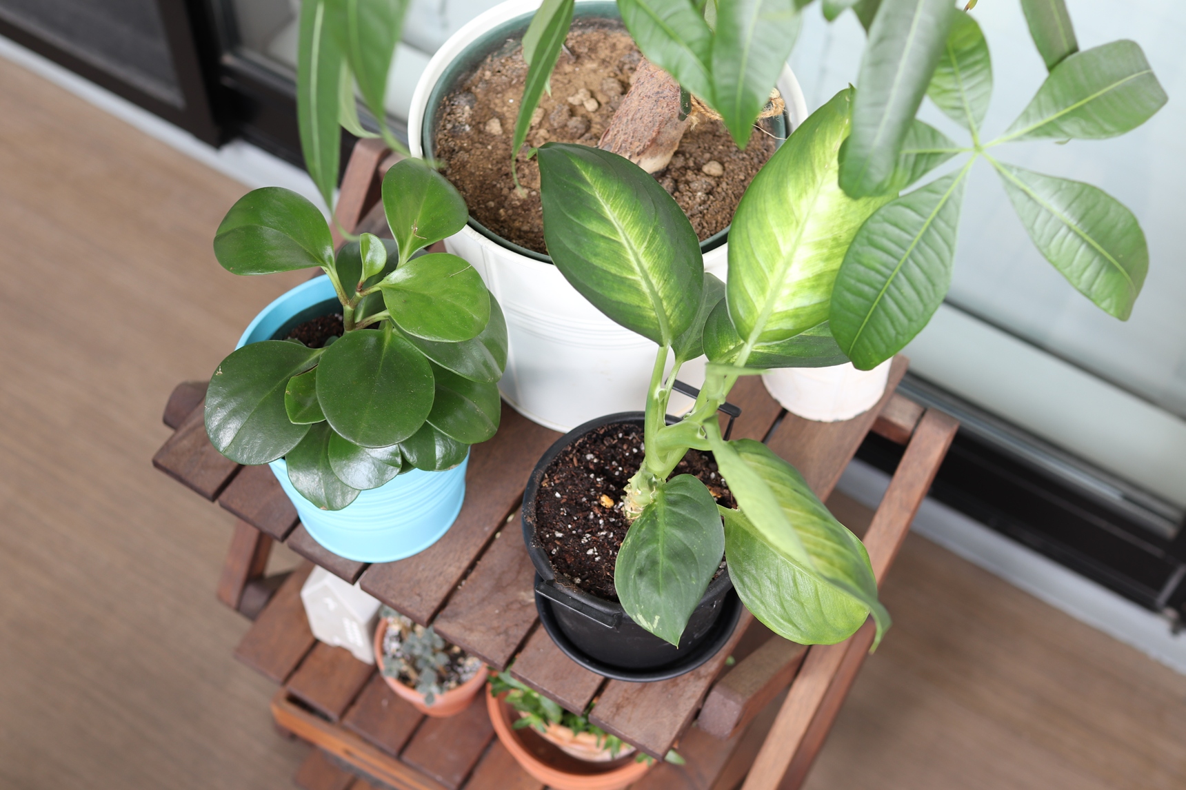 観葉植物をベランダで育てる