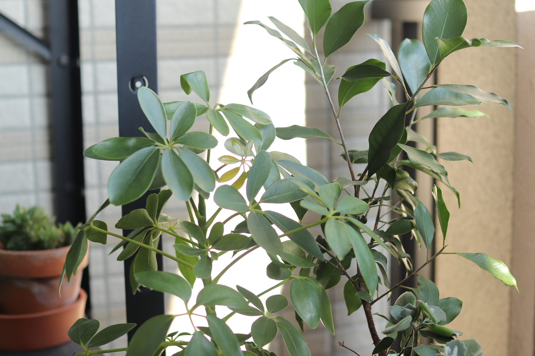 直射日光の当たらない場所に観葉植物を置く