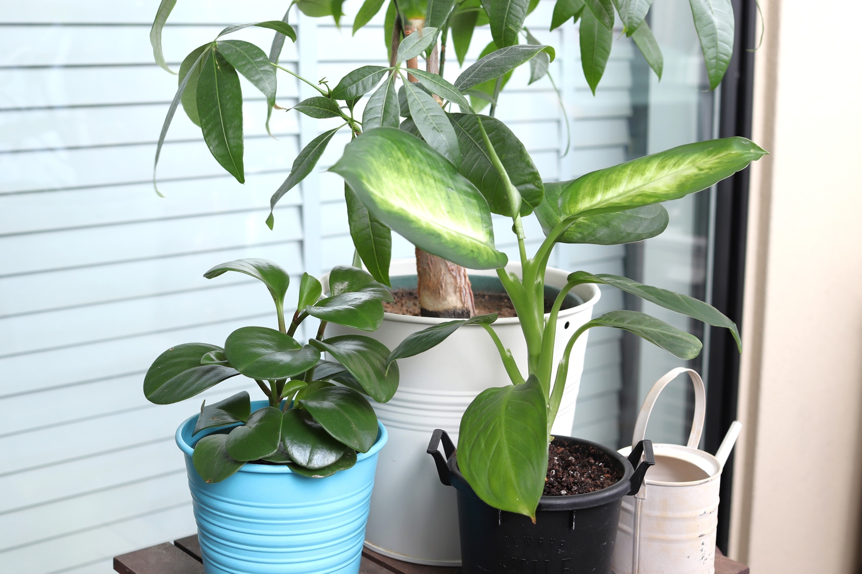 観葉植物をベランダに出すには？育て方の注意点とおすすめ品種を紹介