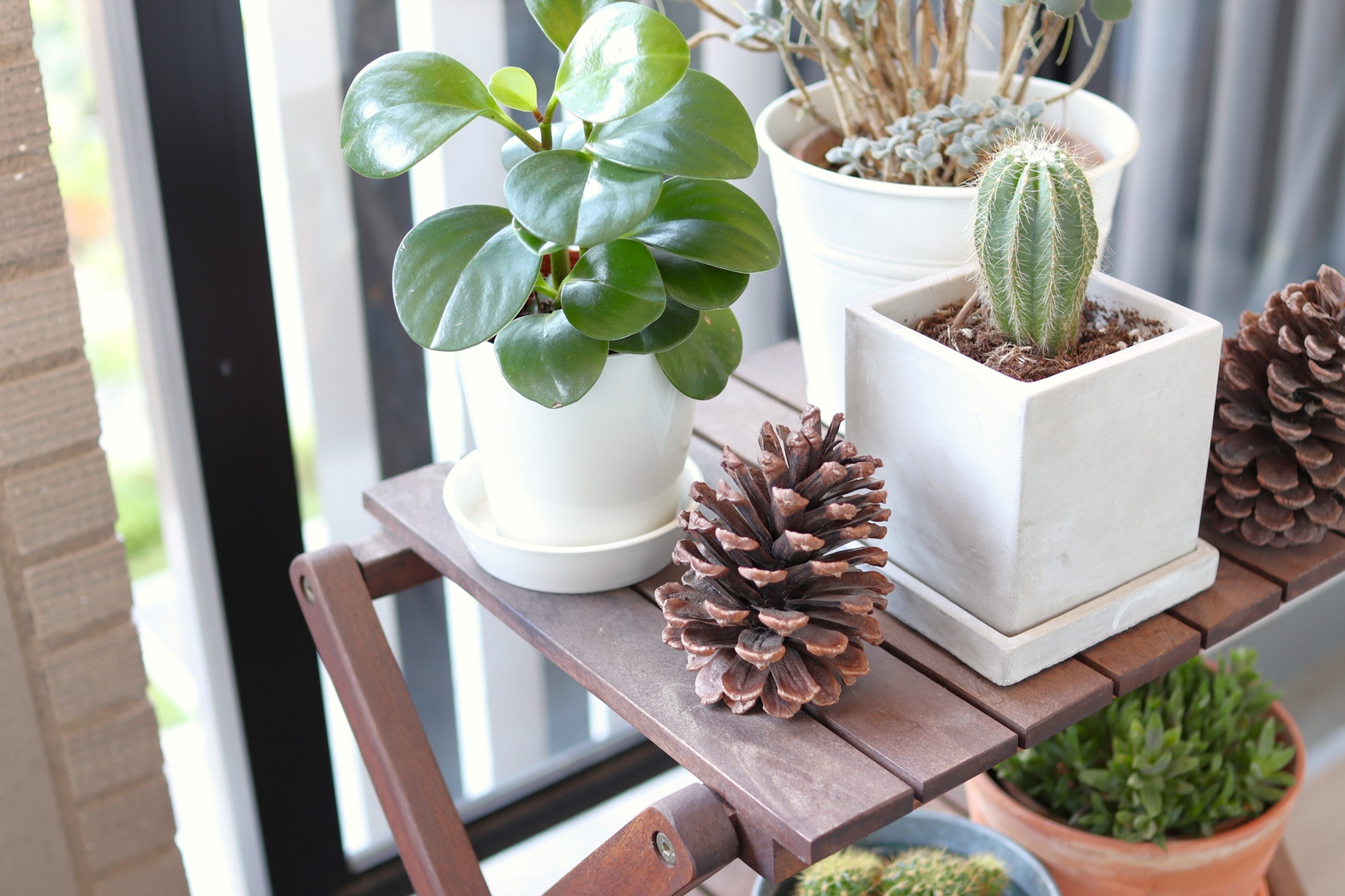 ベランダに置いた植物