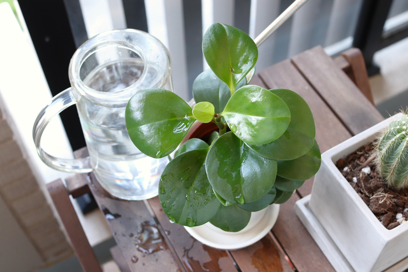 ベランダの植物に水やりする