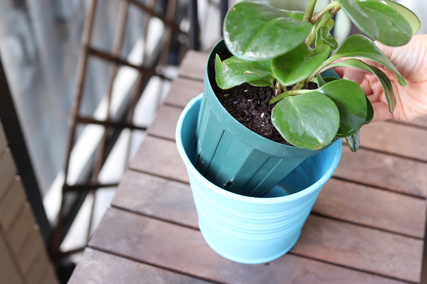 鉢カバーをかぶせる