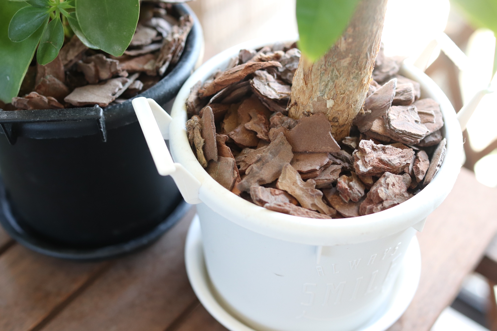 バークチップでマルチングをする