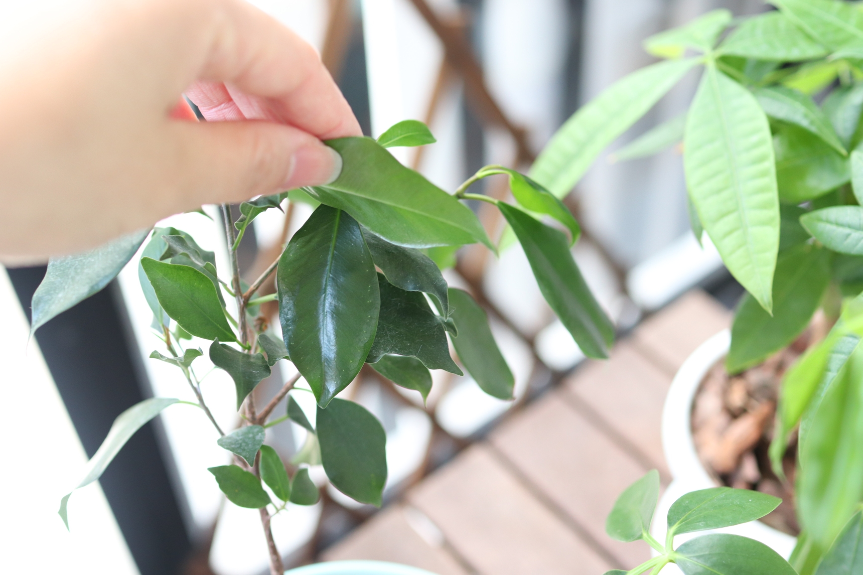 葉裏に虫がいないか確認する