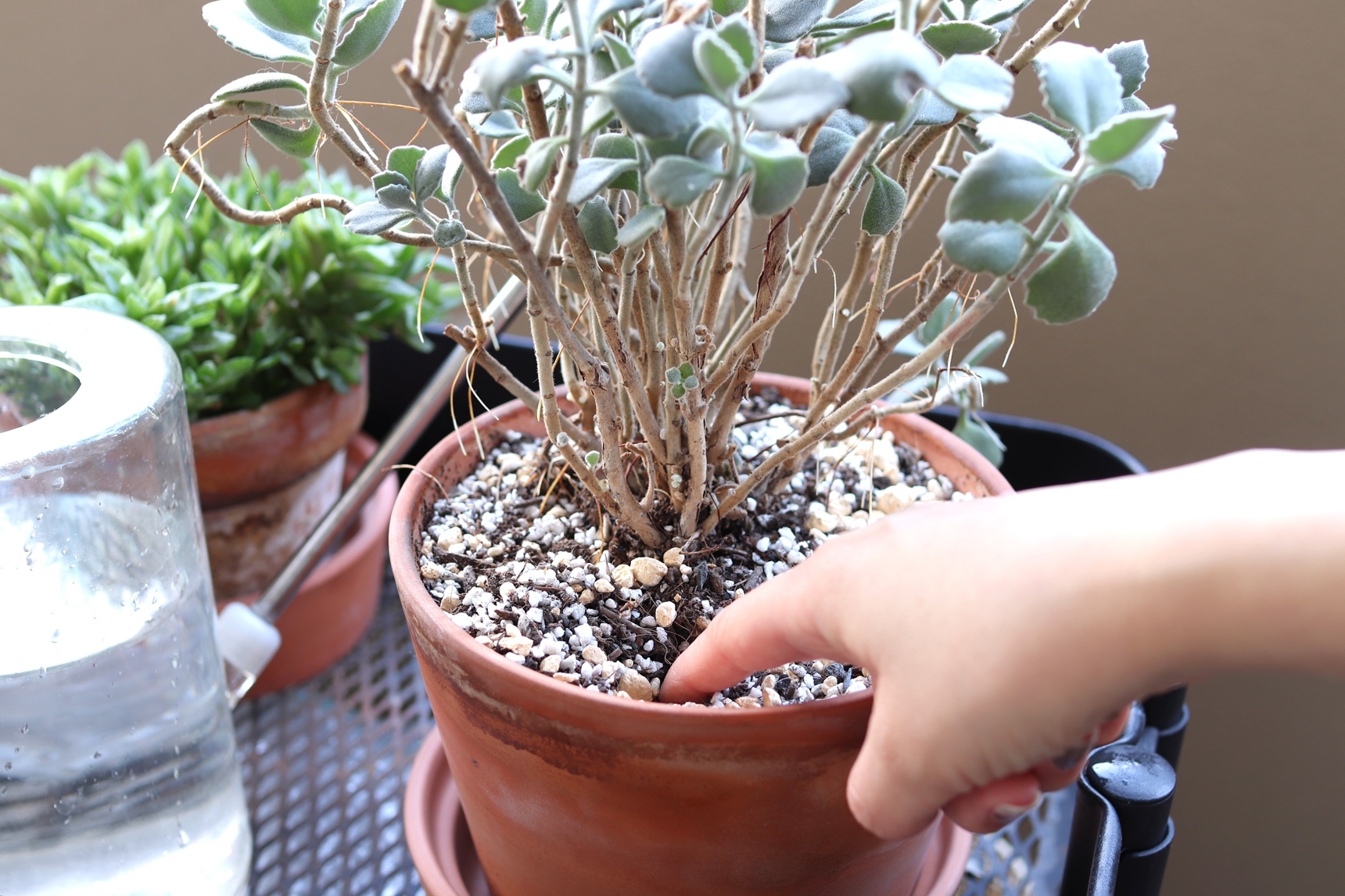 土に指を入れて乾いたか確認する