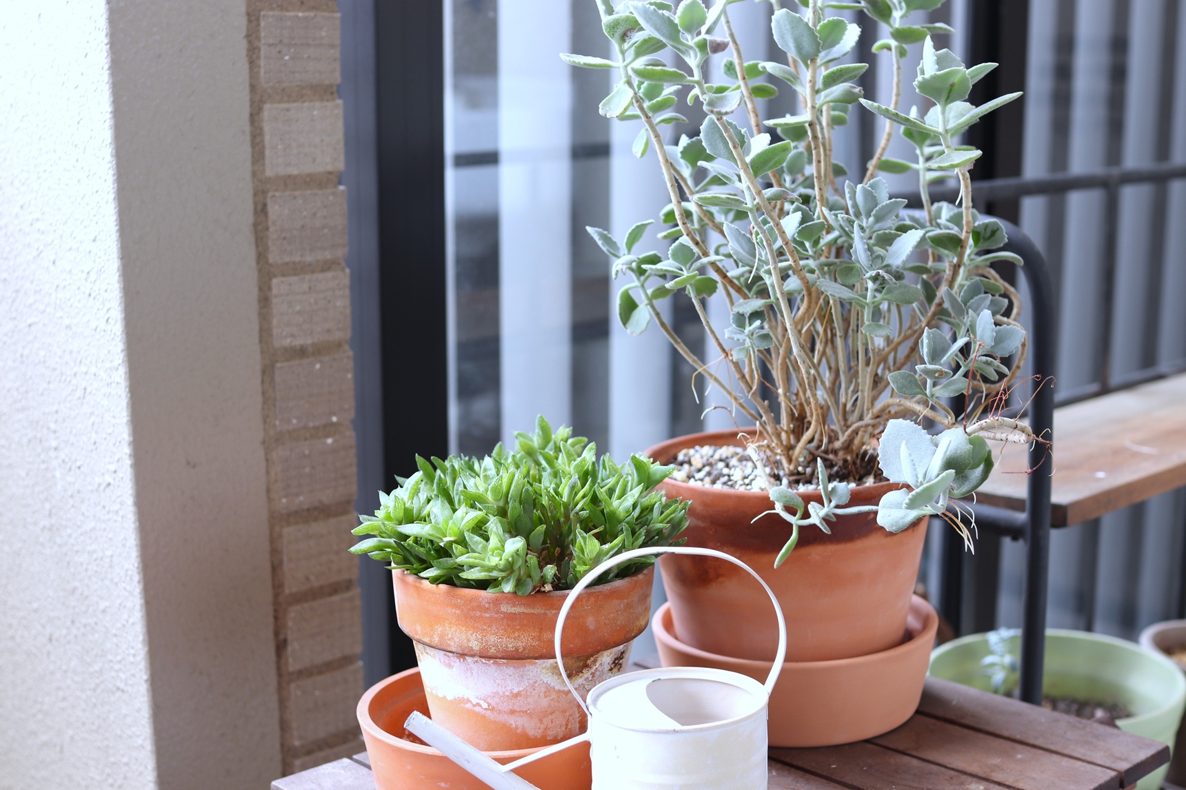 ベランダや庭の植物を冬越しさせよう！寒さ対策や水やりのコツを紹介