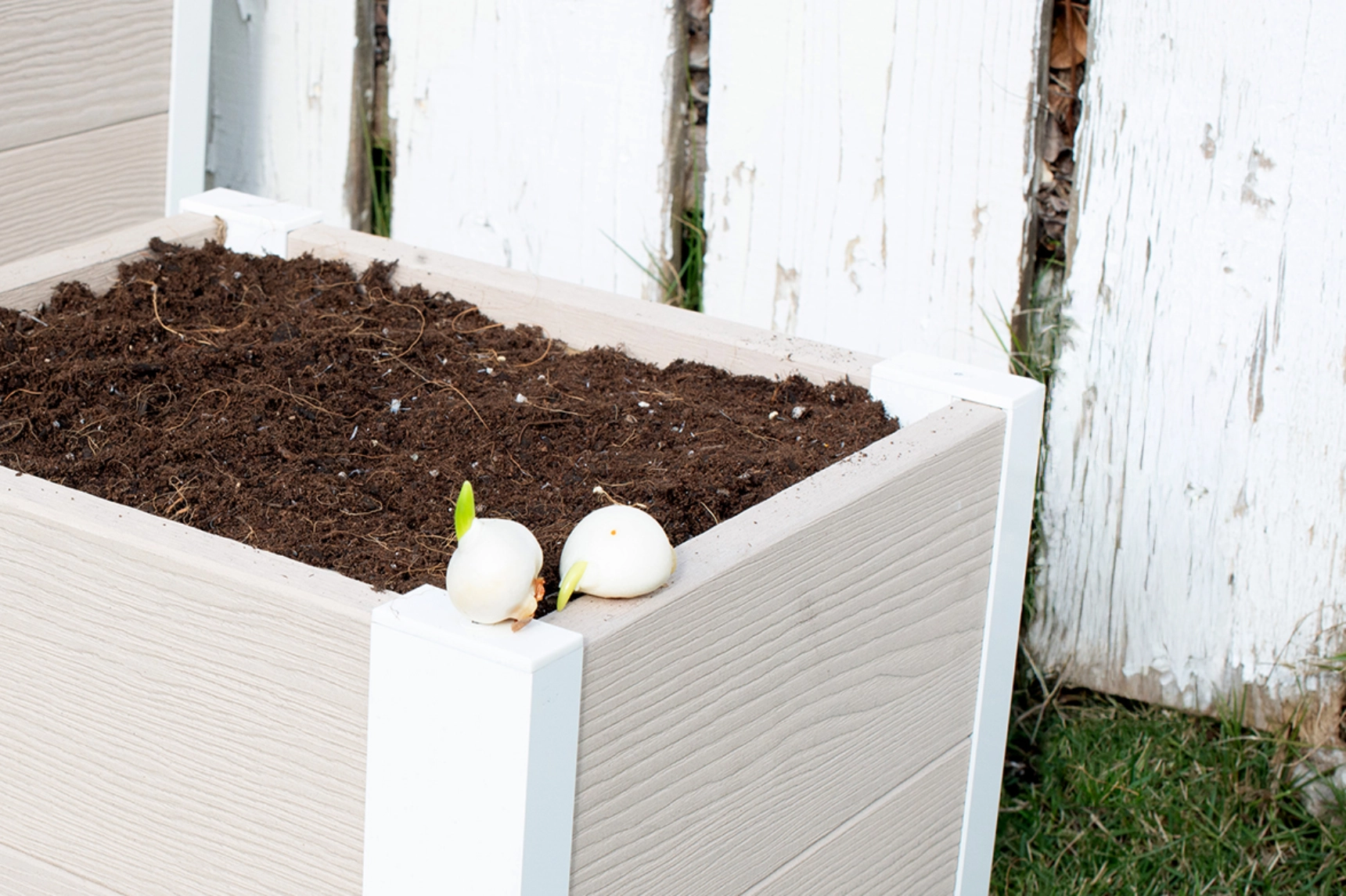 レイズドベッドにチューリップ、植えてみたー2年目の挑戦ー